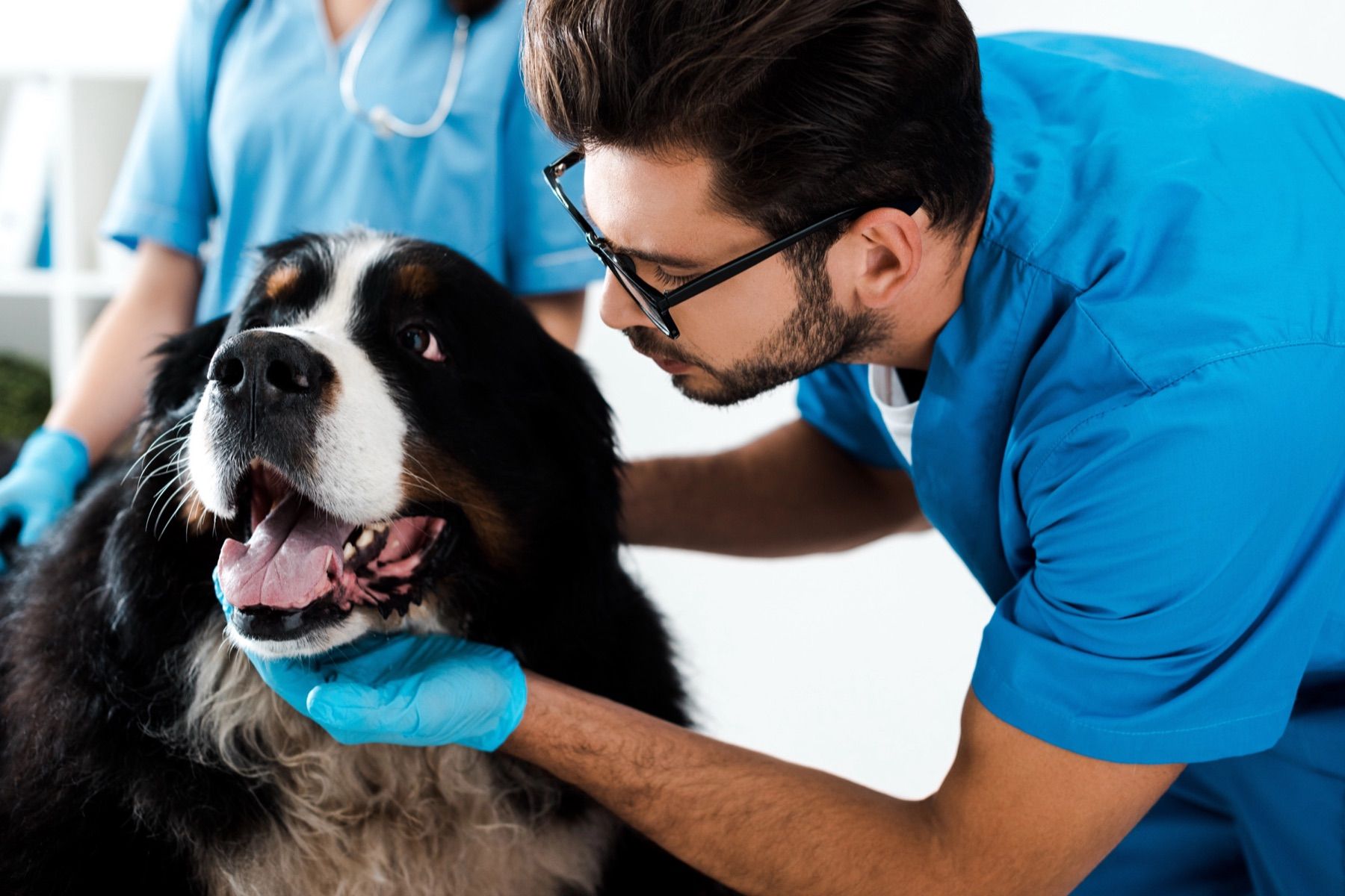 Clinica Veterinară Pajiștea, fotografie